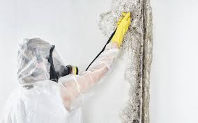  Clyde, NY Mold Removal Pros